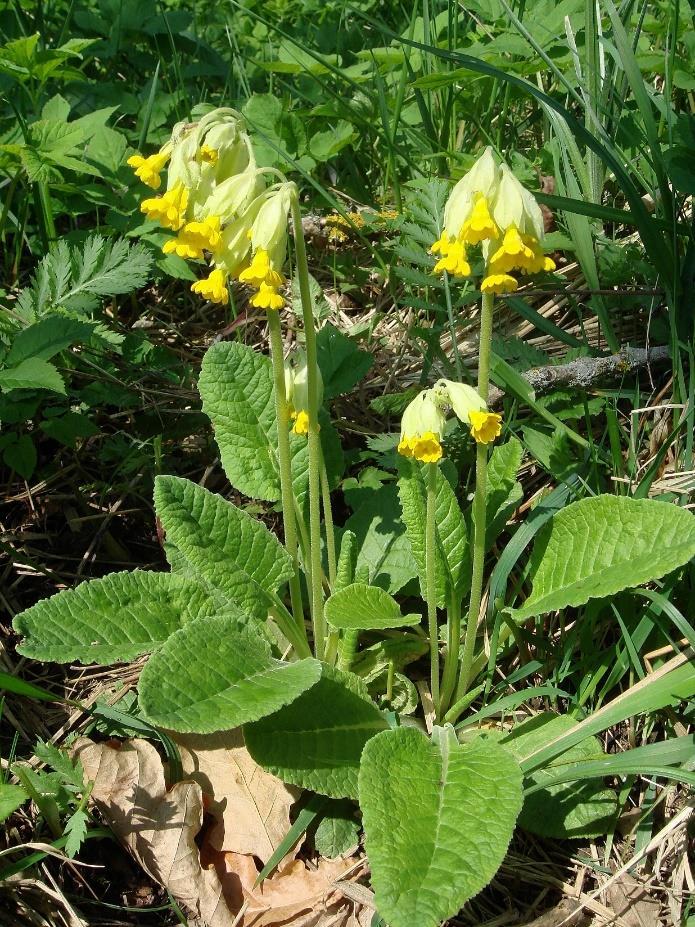 Gullviva Primula veris Klocklika, gula. Stora ovala blad med tvär bas.