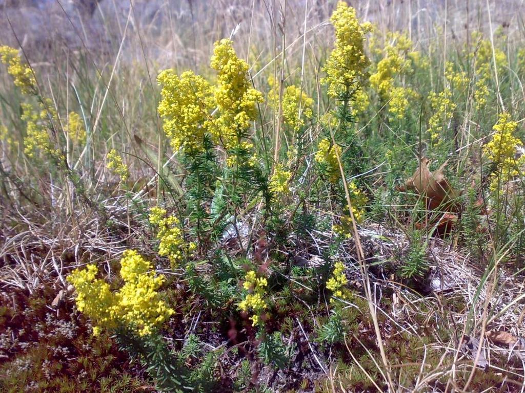 Gulmåra Galium verum 10-40 cm. 8 barrlika blad i krans. Många gula småblommor i stora samlingar på varje växt. Varje småblomma har 4 kronblad.