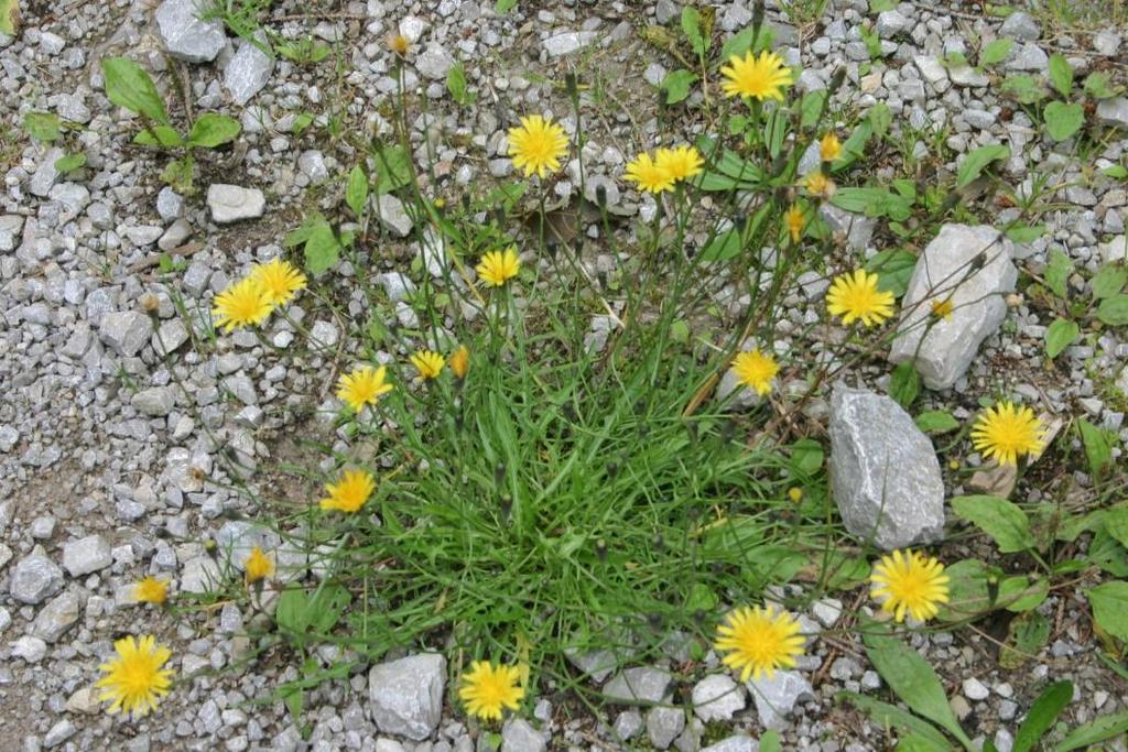 Höstfibbla Leontodon autumnalis 1-4 dm hög. Gula, 2-3 cm breda blomkorgar. Bladlös och fågrenad stjälk.