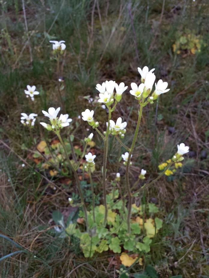 Mandelblomma Saxifraga granulata 1-3 dm hög. 5 vita kronblad.