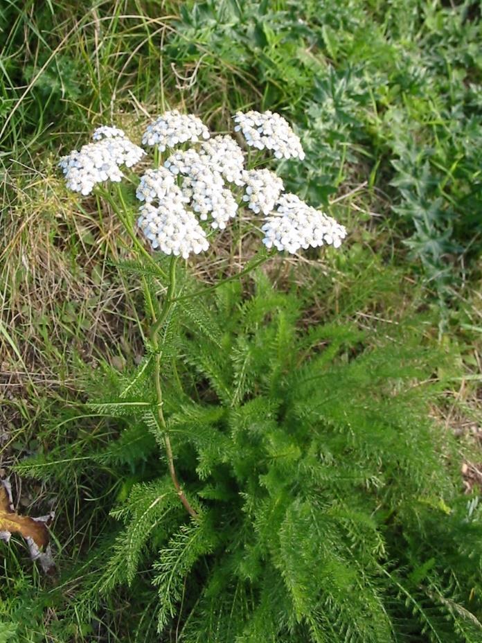 Röllika Achillea millefolium Klasar av många vita-aningen rödlätta småblommor. Några dm hög.