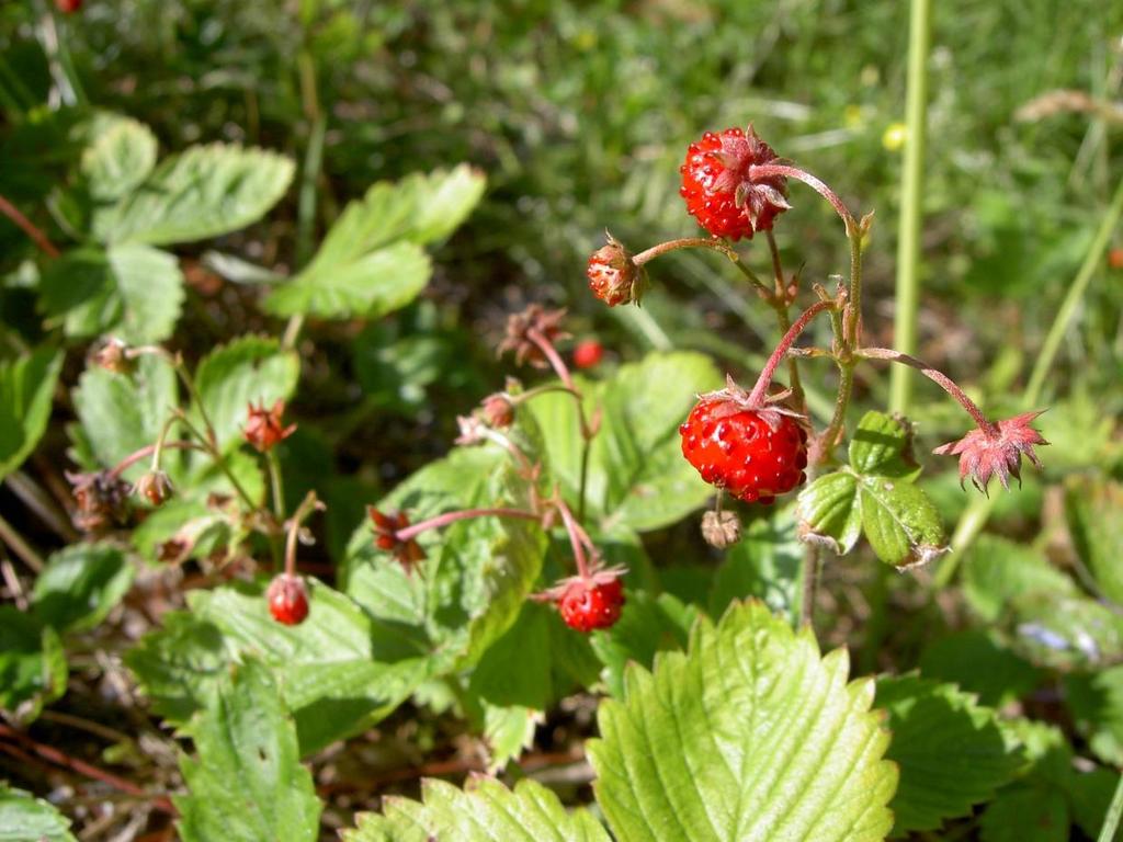 Smultron Fragaria vesca Bär och blommor omisskännliga. Blad sammansatta av tre småblad. Öppen, torr-frisk, mager-något gödselpåverkad gräsmark. Maj-juli.