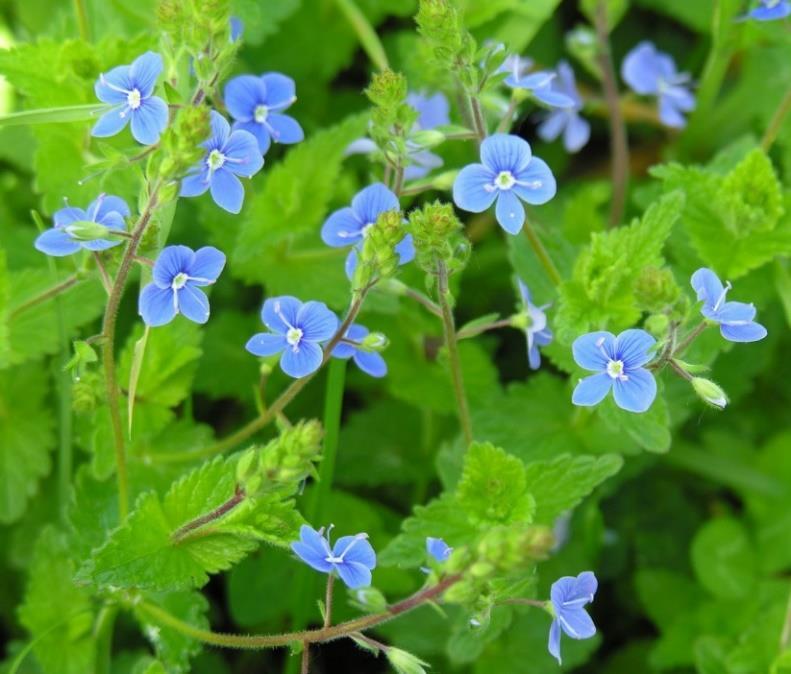 Teveronika Veronica chamaedrys 4 klarblå kronblad. Små blomklasar på långa skaft från bladvecken.