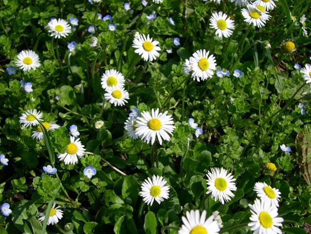 Tusensköna Bellis perennis Max någon dm hög. Karaktäristiska blomkorgar med vita strålblommor och gula rörblommor. Bladrosetterna övervintrar.