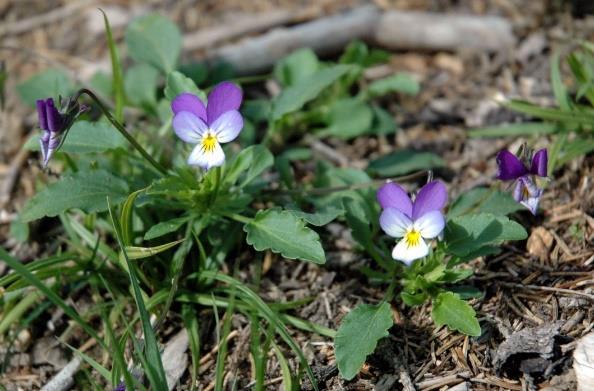 Viol Arter inom släktet Viola Fjärilslika blommor i blått (styvmorsviol även i gult) som sedan bildar kapslar. Stjälk högst någon dm hög.