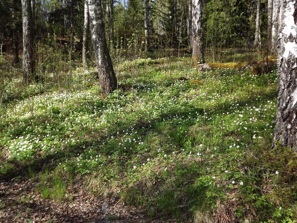 Vitsippa Anemone nemorosa Omisskännlig vårblomma.