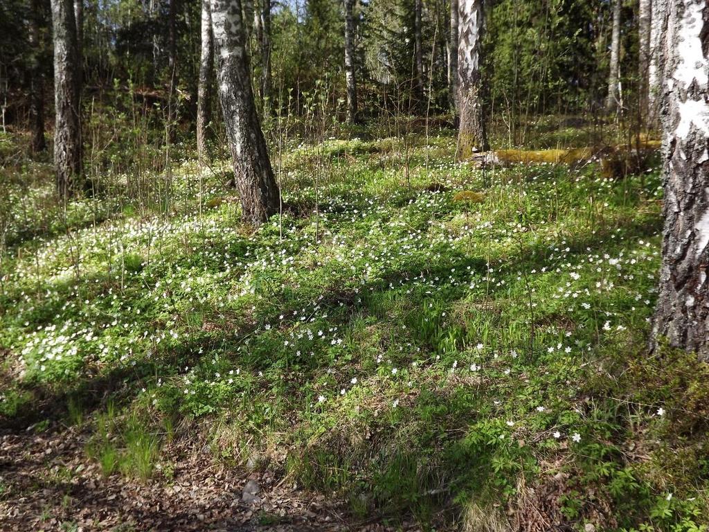 Vitsippa Anemone nemorosa Omisskännlig vårblomma.