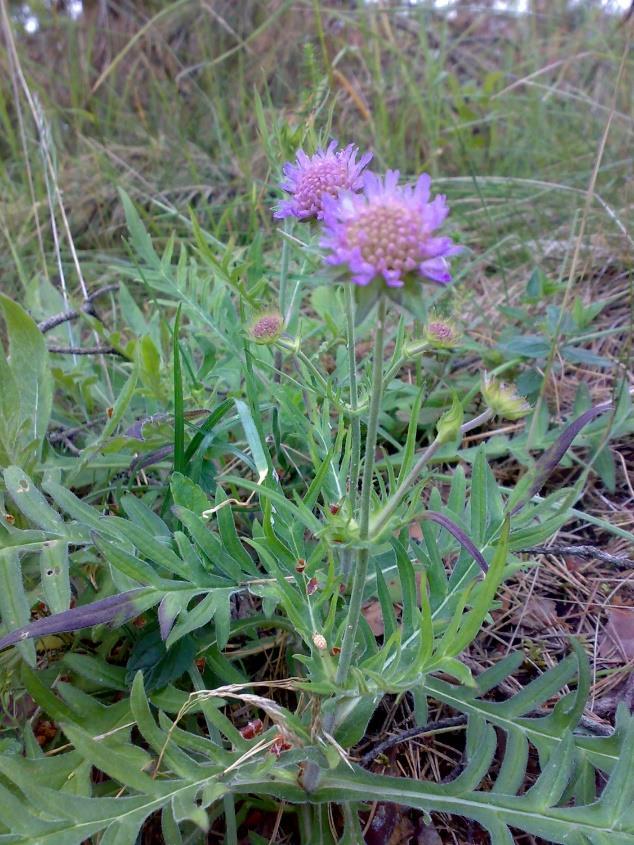 Vädd Kanutia arvensis m.fl. 2-8 dm hög. Platta, violetta och flera cm breda blomställningar.