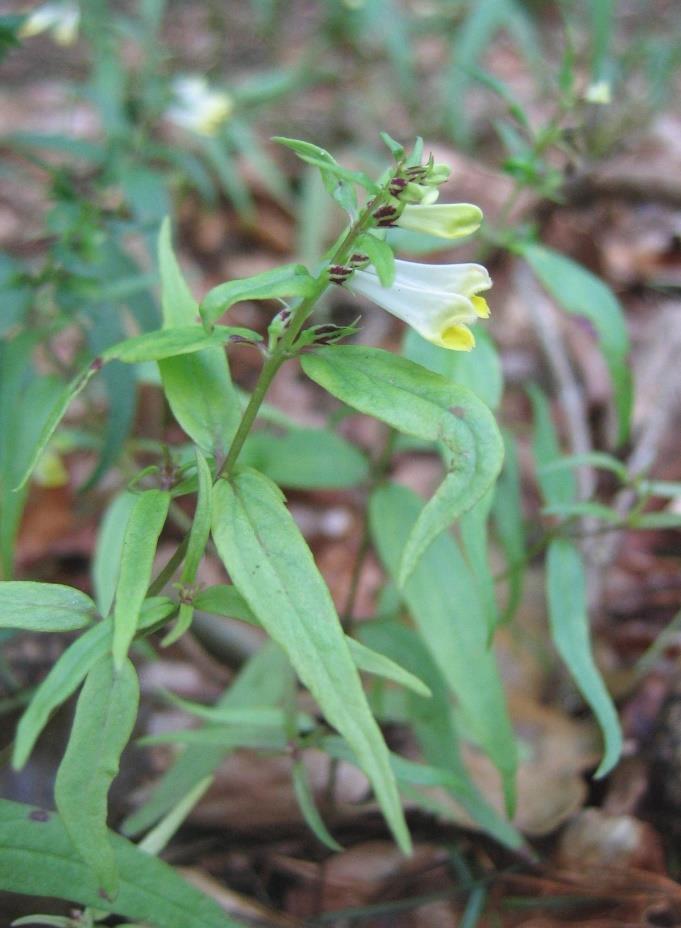 Ängskovall Melampyrum pratense Avlång, trattlik krona med en gul mynning som övergår i en vit pip. Hela avlånga blad som sitter mittemot varandra på stjälken.