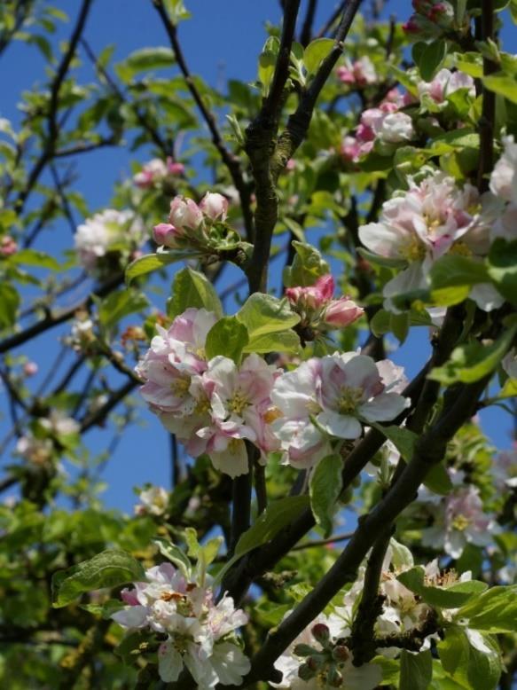 Värdeträd Två värdenivåer: 3-5 individer eller fler än 5 individer. De flesta värdeträden är bärande och blommande.