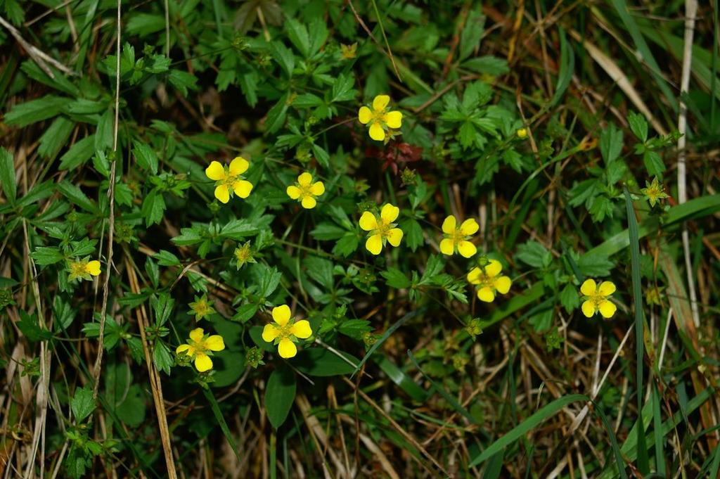 Blodrot Potentilla erecta 4 gula kronblad, blad 3-fingrade.