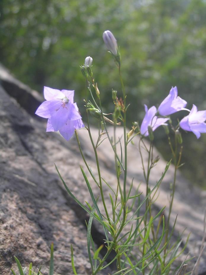 Blåklocka Arter inom släktet Campanula Karaktäristiskt himmelsblå, klocklika blommor.