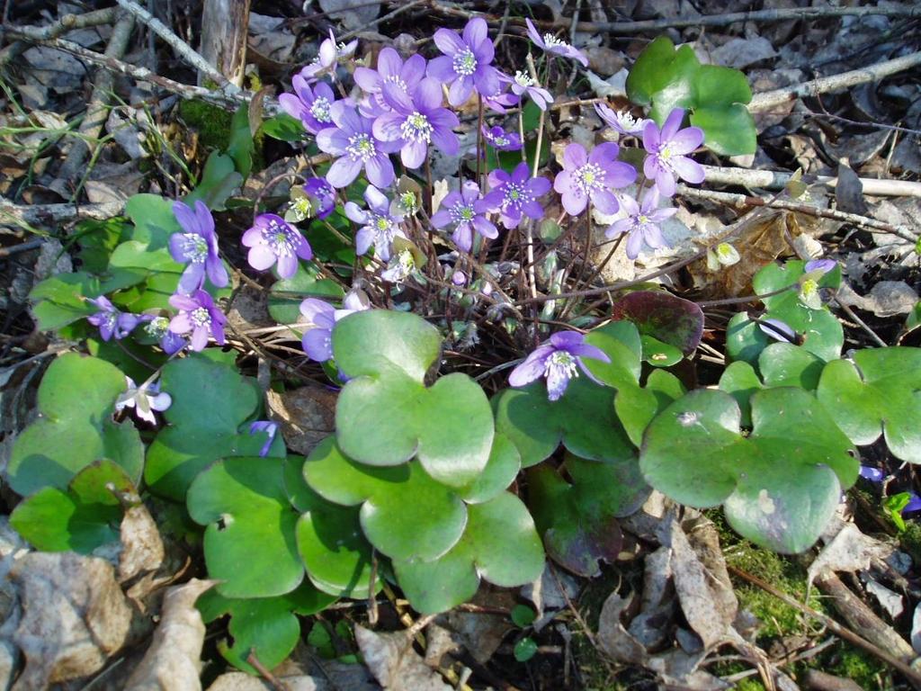 Blåsippa Hepatica nobilis Omisskännlig vårblomma.