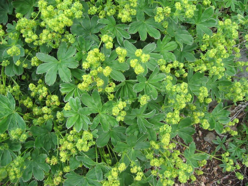 Daggkåpa Arter inom släktet Alchemilla Stora runda blad med 5-11 flikar. Gröngula blommor.