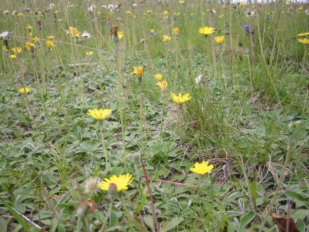 Gråfibbla Hieracium pilosella Mattbildande, max 2 dm hög. Gula blomkorgar. Bladlösa och ogrenade stjälkar.