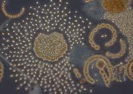 Måttligt stor biomassa 1, - 2,5 4 Stor biomassa 2,5-5, 5 Mycket stor biomassa > 5, Kiselalger, 1 Mycket liten biomassa,5 maj 2 Liten biomassa,5 -,5 (mm 3 l -1 ) 3 Måttligt stor biomassa,5-2, 4 Stor