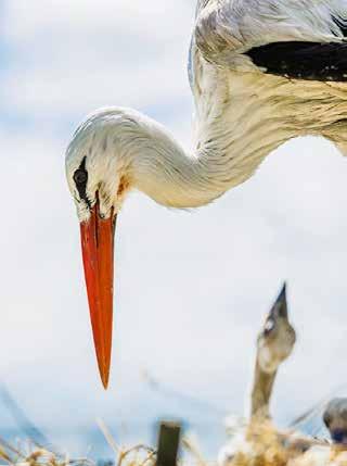 Nu är den här, - det fotografiska praktverket med berikande text om storken STORKENS ÅTERKOMST - en bok för dig som tror på storken Specialpris till dig som är