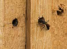 I samråd mellan deras förening (Örkelljungabygdens Natur) och kommunen har man här skapat optimala förutsättningar för humlor och bin, d v s