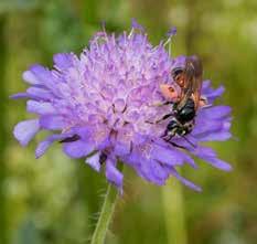 Och man signalerar även tydligt att våra pollinerare är viktiga för vår egen överlevnad - var tredje tugga du tar är beroende av att våra