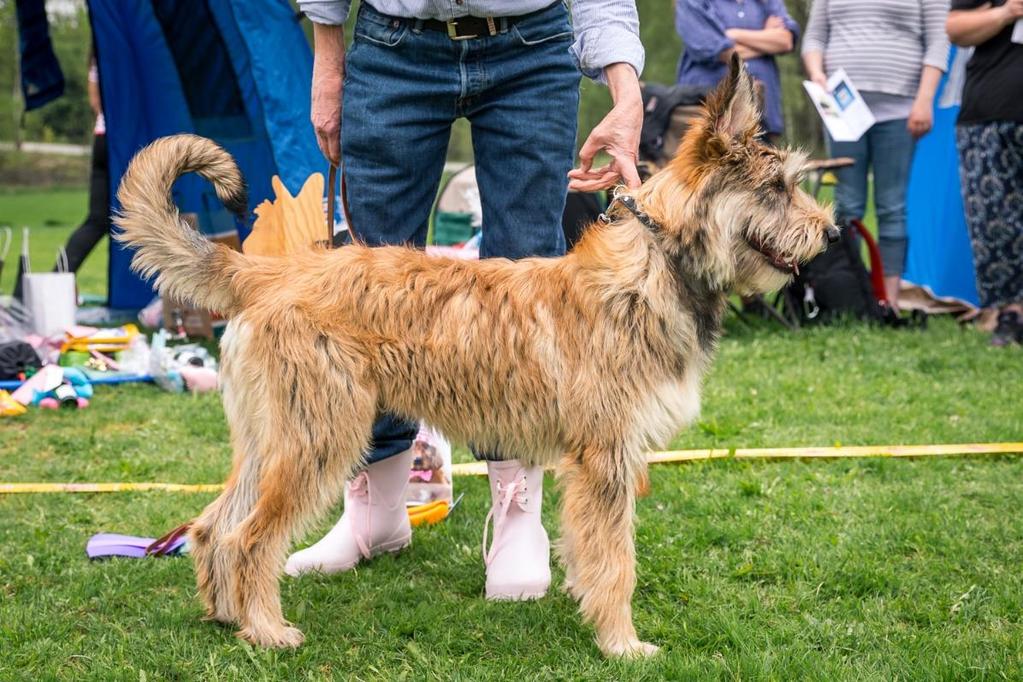 BRIARD