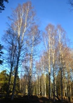 Delområde 1405,Betulapendula'Dalecarlica'M Ornäsbjörk Härkomst:LillaOrnäs,Ornäs,Dalarna. Egenskaperochsorttypiskkaraktär:Djuptflikiga blad(blomqvist..börjars,.1980).