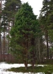PinussylvestrisMTall Delområde 1005,Pinussylvestrisf.condensataMKvasttall Härkomst:Rasbo,StröjaochÅlboiUppland.Vika,Dalarna.