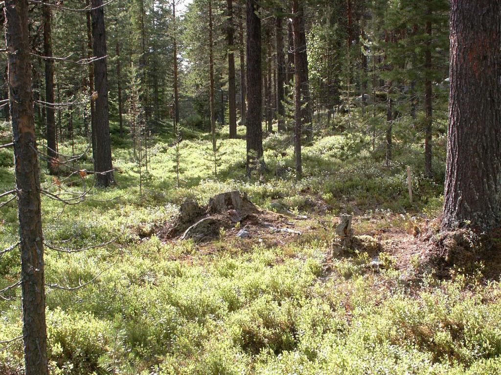 6 Figurer Figur 1. Foto taget år 2003. Markägaren Rune Holmström i Mullholm, Arjeplog, utförde en befriande gallring 1973. Endast 32 m3/ha lämnades. Han friställde halvvuxna träd med god form.