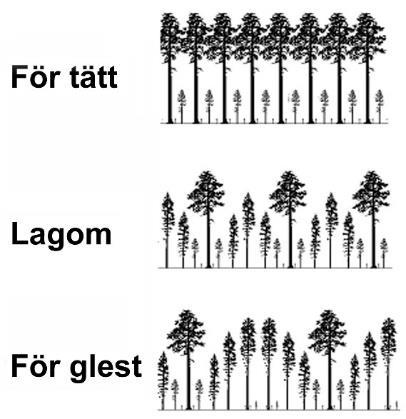 9 Figur 6. Foto 2018. Parcellen Gles med Orörd skog i bakgrunden. På denna låga bonitet bör dominanta träd stå på mer än 12 m avstånd från varandra.