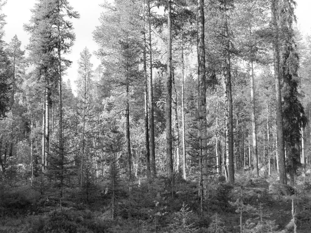 För tätt stående stora träd framkallar, dels dålig förräntning på arbetande kapital, dels utbliven överlevnad hos små träd. Skogen blir då enskiktad.