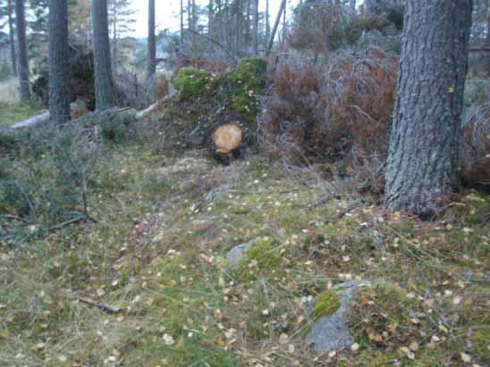 En rotvälta i S delen av husgrund D (VNV-ÖSÖ), på terrasskanten. Inga fynd påträffades. Foto nr 93 från Ö.