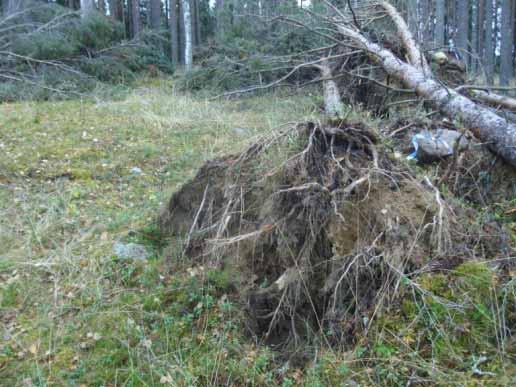 I områdets centrala del, ej på synlig lämning I rotvältans V del påträffades tre skärvstenar, 4-10 cm stora.