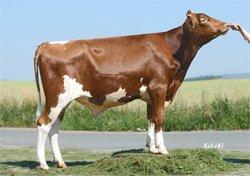 Han ger produktion, a halter, och har väldigt a värden för kalvningar, fertilitet, överlevande och speciellt kalvningar. Exteriört ger han a kor med juver och perfekt spenplacering.