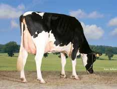 Kingston Stmb nr 92276 Kod nr 9-7624 F: Kingpin M: Nadine Knobby Stmb nr 914 Kod nr 9-7549 F: Cashcoin M: Kool VG-87 MF: Fanatic MM: Nemolla VG- MF: Man O Man MM: Kay EX-90 MMF: Time MMM: MMF: