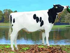 Mercury Stmb nr 92137 Kod nr 9-7587 F: Mogul M: Yvette VG-87 Nugget RDC Stmb nr 92136 Kod nr 9-7586 F: Numero Uno M: Saskia VG-85 MF: Domain MMF: Mascol MM: Yelonda VG-86 MMM: Yelena MF: Destry MM: