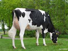 Presto Stmb nr 912 Kod nr 9-7551 F: Balisto M: Paige VG-87 Trend Stmb nr 92280 Kod nr 9-7649 F: Tribune M: Sunday VG-85 MF: Numero Uno MM: Phantastic VG-87 MF: Mogul MM: Sushi VG-86 MMF: Xacobeo MMM: