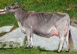 Brownswiss Konsortium "SUPERBROWN" Bozen und Trient Tel +39 0471 063800 Fax +39 0471 063801 E-Mail info@unvieh.
