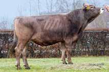 Flechvieh SPERMEX - Your reliable source of top genetics for all your breeding requirements! Vinland PP Leider kein Bild vorhanden HB: 10/