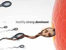 Fitness FIT 56% Longevity Persistency Somatic cell count Milking speed RZR (fertility) Calving ease (p/m) Vitality LINEAR DESCRIPTION: trait Index trend 76 88 trend Frame Rump Feet & Legs Udder Final