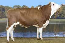 SPERMEX - Your reliable source of top genetics for all your breeding requirements! SPERMEX - Your reliable source of top genetics for all your breeding requirements!