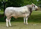 Zunahme g Zuchtwert Fleischleistung 200 Tage 365 Tage mat. TZ 365 Bem. 365 Si. % RZF 1513 1668 69.