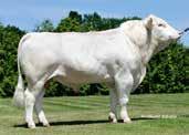 Limousin LEON PP 10.204347 Born: 27.12.2010 Uckermärker FANTASTIC PP* 10.204473 Born: 19.11.2013 Reg.