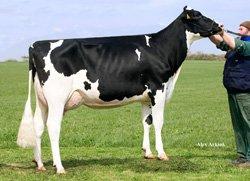 Dotterprövade Big Point Stmb nr 91436 Kod nr 9-7341 F: Bookem M: Juleika VG-86 Cipe Stmb nr 92377 Kod nr 9-7688 F: Epic M: Elite Po M VG 86 MF: Man-O-Man MMF: Goldwyn MM: Jameika VG-86 MMM: Jelukoe