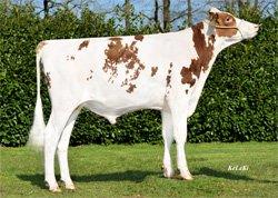 Bretagne Stmb nr 92279 Kod nr 9-7640 F: Brekem M: Demetra Charming Stmb nr 92379 Kod nr 9-7690 F: Chevalier M: HLM Le VG-85 MF: Dakker MM: Danika MF: Enforcer MM: HLM Le Rose VG-86 MMF: Destry