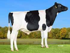 Custos Stmb nr 92282 Kod nr 9-7651 F: Commander M: Biscaya VG-85 Davos Stmb nr 911 Kod nr 9-7547 F: Daddy M: Calida MF: Epic MM: Baja EX-92 MF: Freddie MM: Regancrest S Chassity MMF: Bowser MMM: