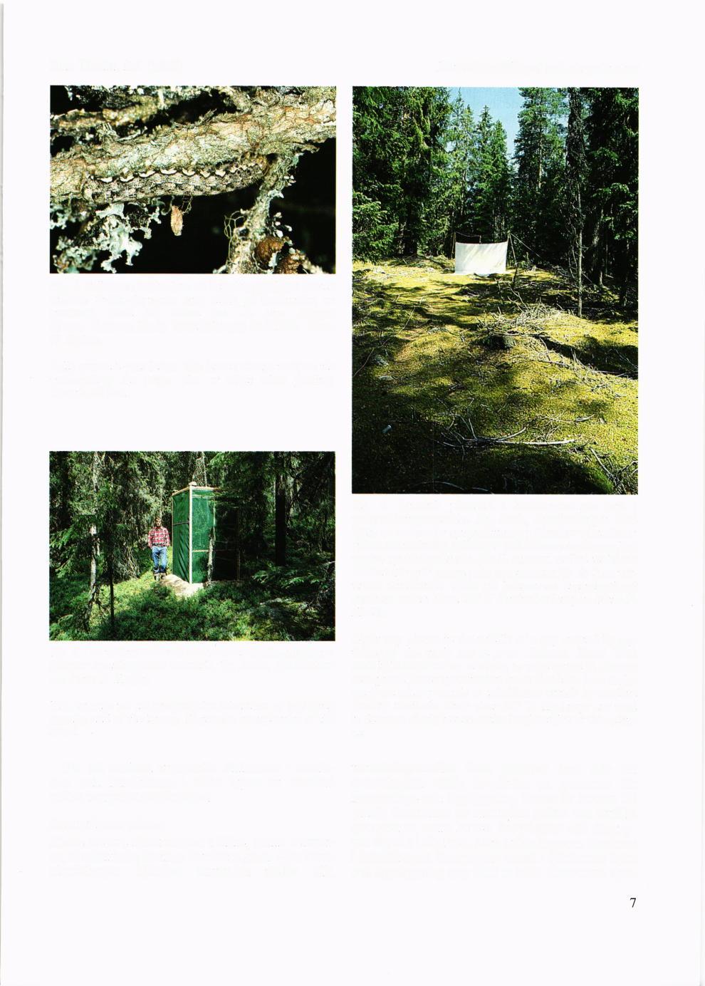 Ent. Tidskr. 114 (1993) B a r r s ko gsfj a llfly et o c h s ko gs b ruket Fig. 4. Fullvuxen nidrslarv av barrskogsfjiillfuet Xestia sincera.