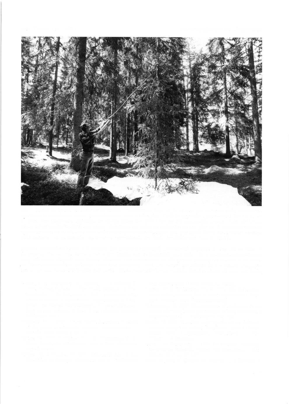 Ent. Tidskr. 114 (1993) B ar rs ko gsfj dllfly et och s ko gsb ruket Fig. 7. Metod fdr letande av larver av X.