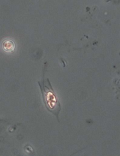 KOLBÄCKSÅN 214 Populärversion Växtplankton Växtplankton är mikroskopiskt små primärproducenter som svävar fritt i vattnet. Artsammansättningen speglar vattnets fysikaliska och kemiska sammansättning.