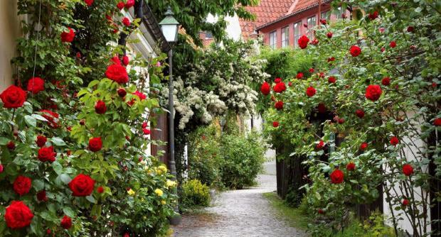 Möt våren i Visby När våren är som vackrast styr vi mot Visby. Strosa bland gränderna innanför ringmuren eller se mer av Gotland under någon av våra utflykter. 2 dygn, avresa 1/5.