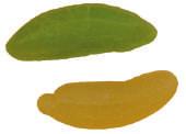 SCA015a -,