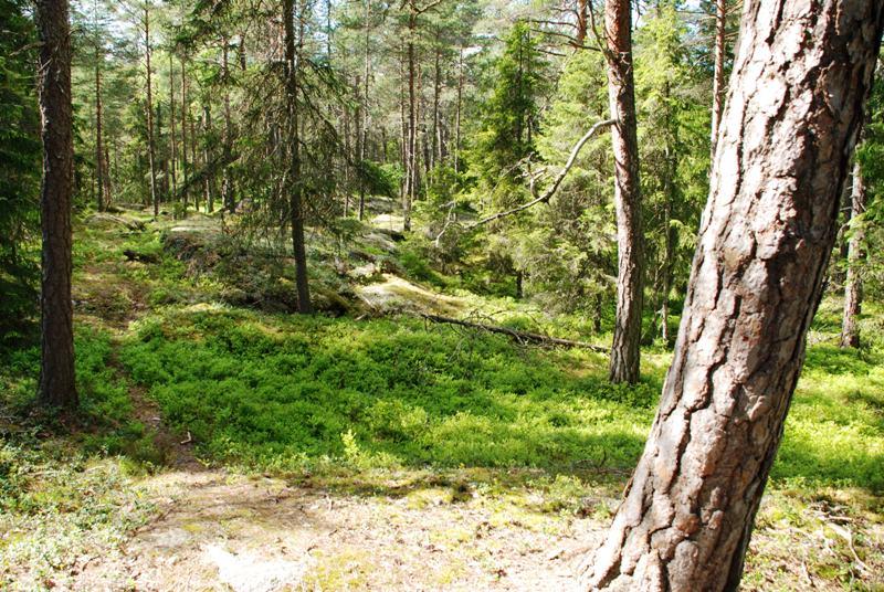 Bildande av Rävsta